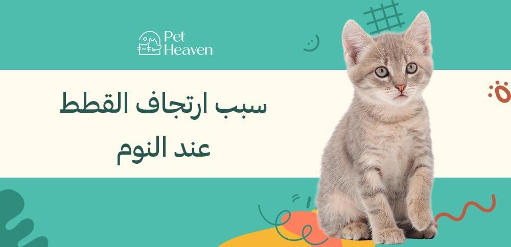 سبب ارتجاف القطط عند النوم