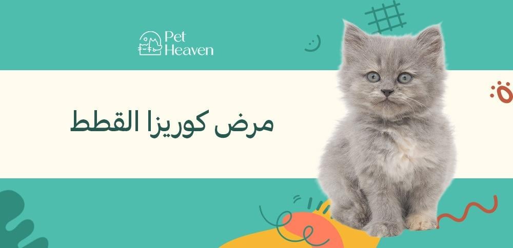 مرض كوريزا القطط