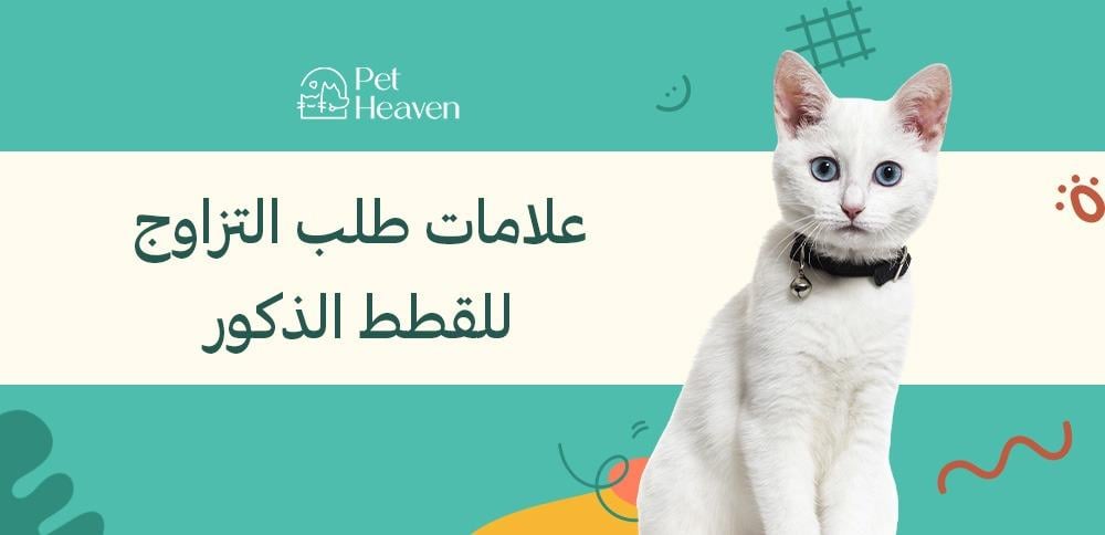 علامات طلب التزاوج للقطط الذكور: كيف تعرفها وتتعامل معها