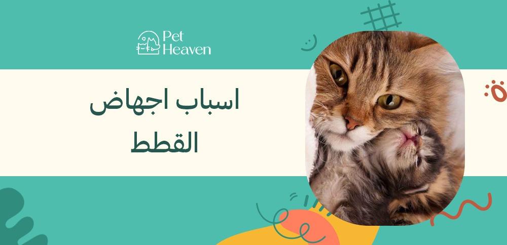 اسباب اجهاض القطط