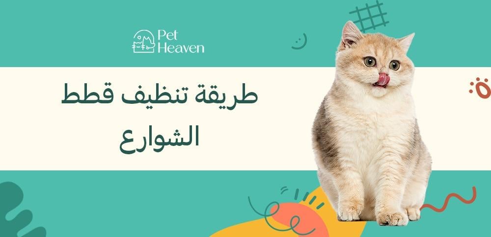 طريقة تنظيف قطط الشوارع