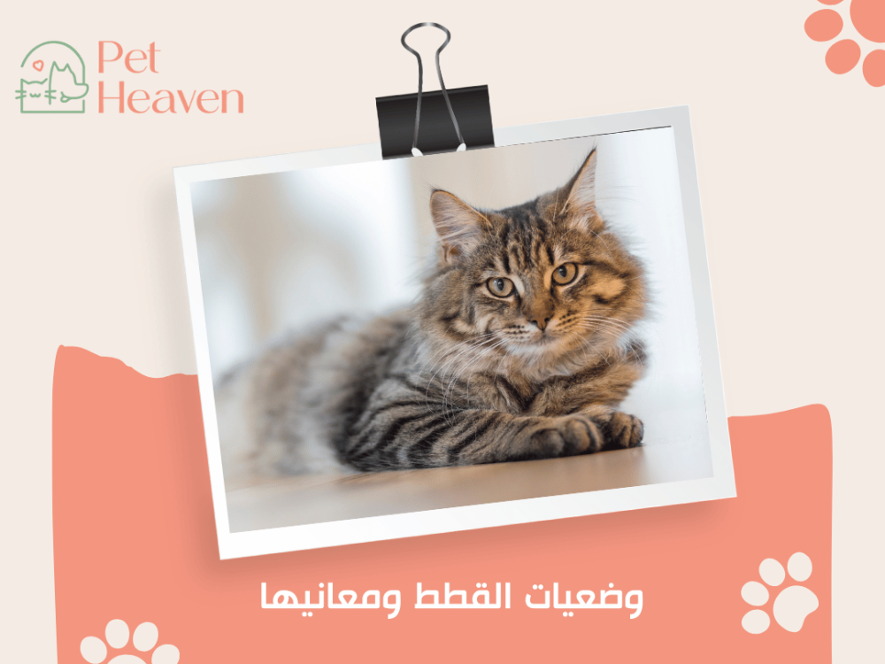 وضعيات القطط ومعانيها