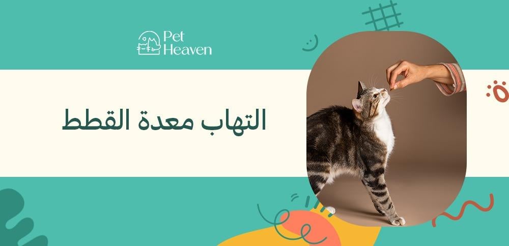 التهاب معدة القطط