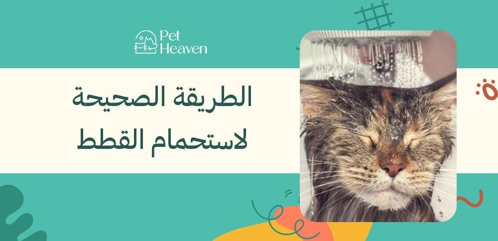 الطريقة الصحيحة لاستحمام القطط