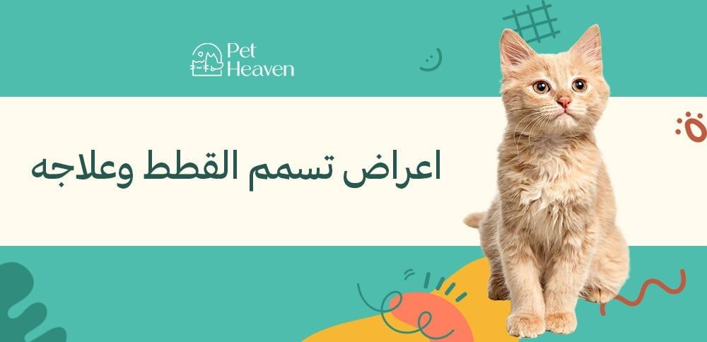 اعراض تسمم القطط وعلاجه