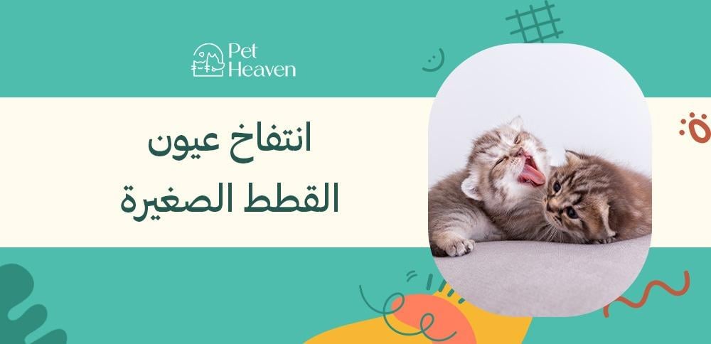 انتفاخ عيون القطط الصغيرة