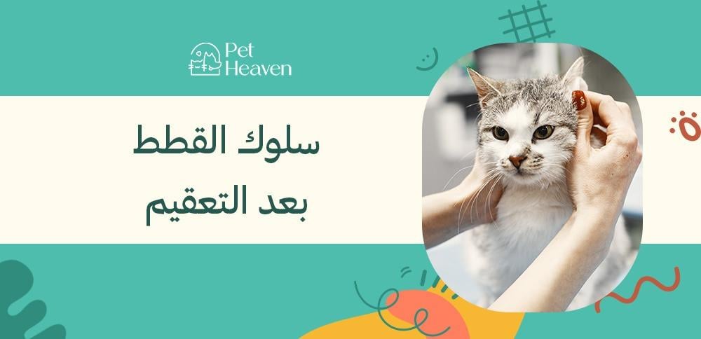 سلوك القطط بعد التعقيم سلوك القطط بعد التعقيم