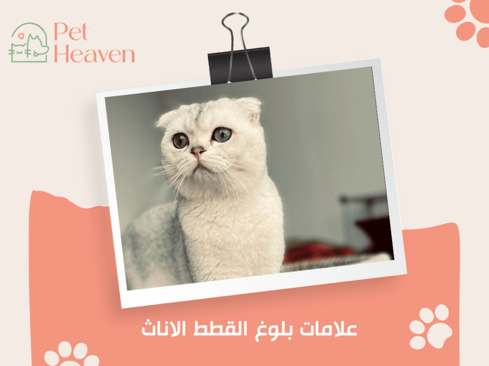 علامات بلوغ القطط الاناث