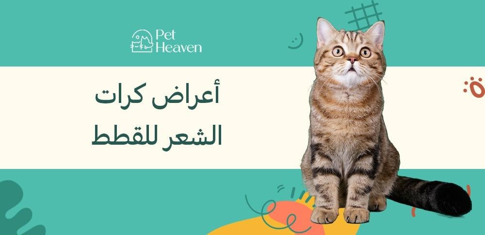 أعراض كرات الشعر للقطط: أسبابها والتعامل معها وأفضل علاجاتها