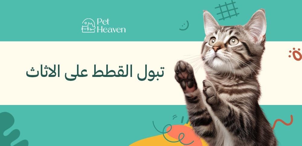 مشكلة تبول القطط على الاثاث وكيفية حلها بالخطوات