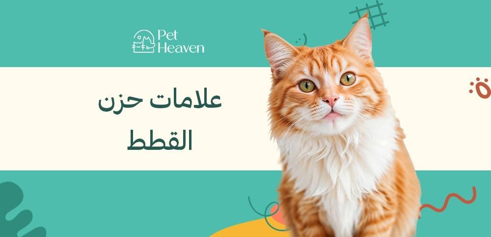 علامات حزن القطط: كيف تعرف وكيف تساعد قطتك للخروج منه