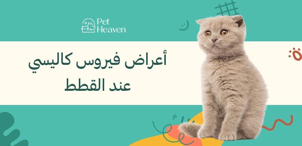 أعراض فيروس كاليسي عند القطط