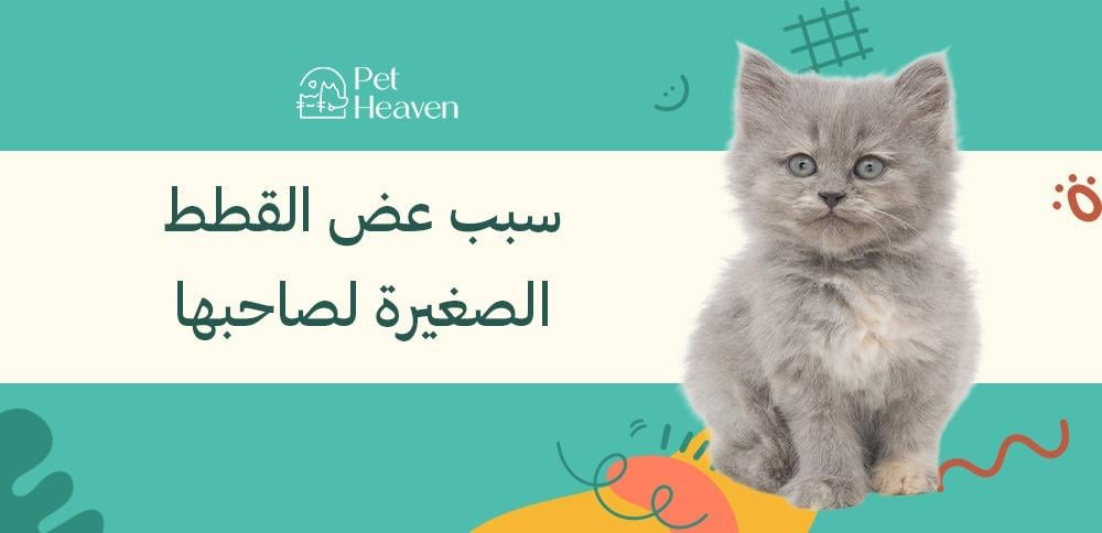 سبب عض القطط الصغيرة لصاحبها