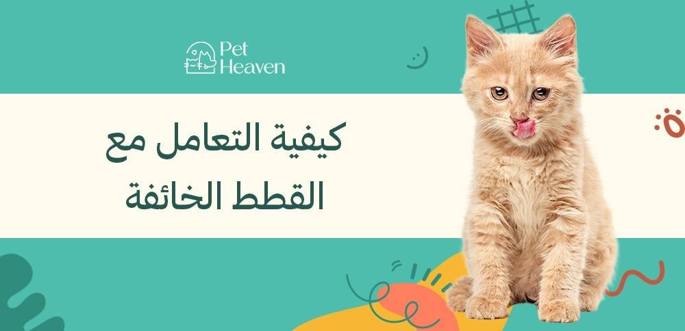 كيفية التعامل مع القطط الخائفة