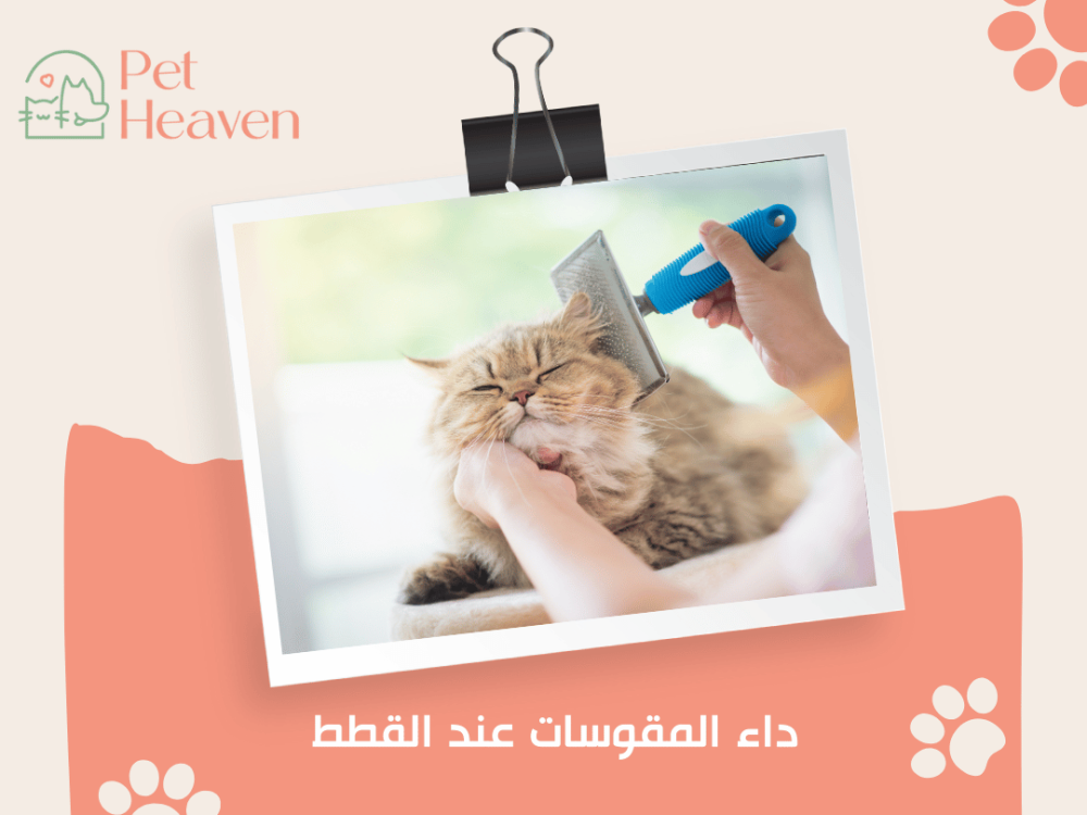 داء المقوسات عند القطط