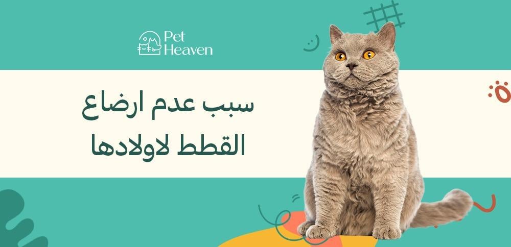 سبب عدم ارضاع القطط لاولادها
