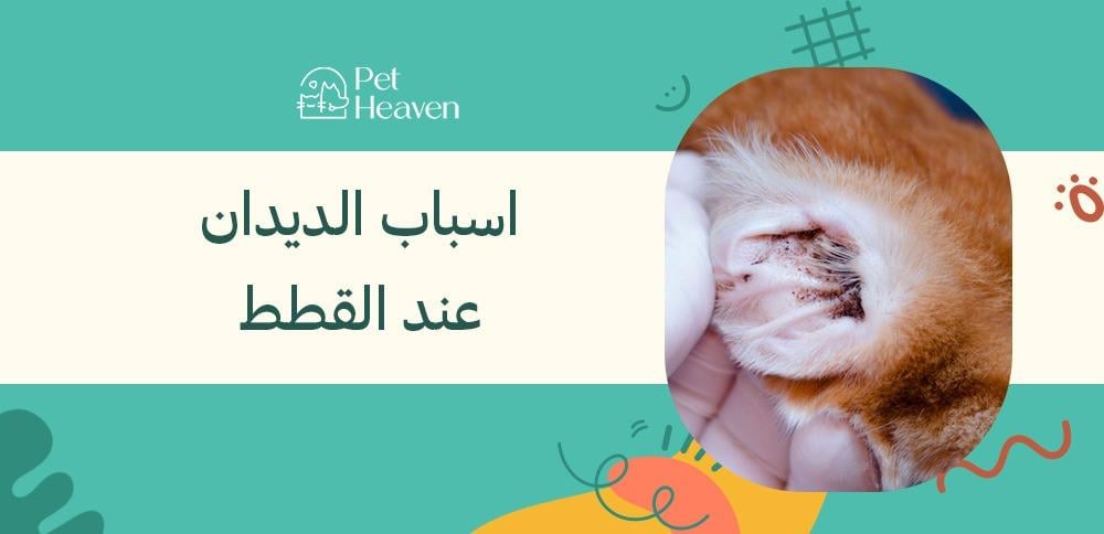 اسباب الديدان عند القطط