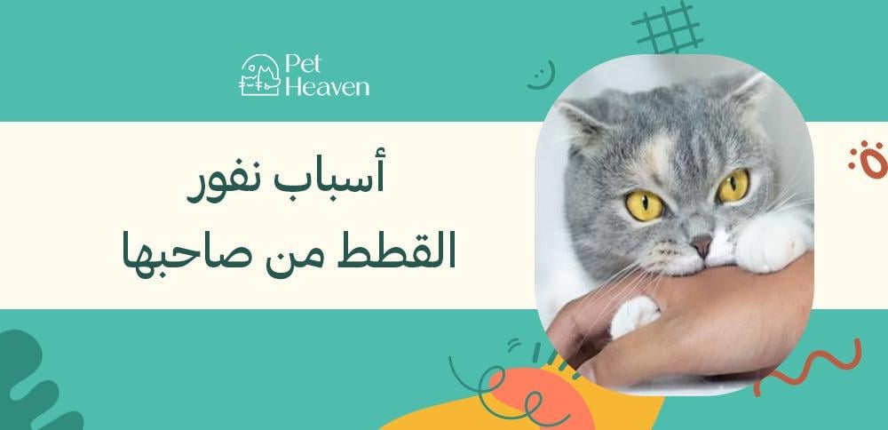 أسباب نفور القطط من صاحبها