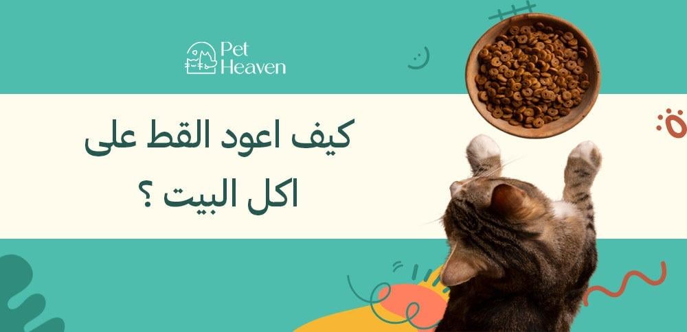 كيف اعود القط على اكل البيت وكل أنواع الأكل دليلك الشامل