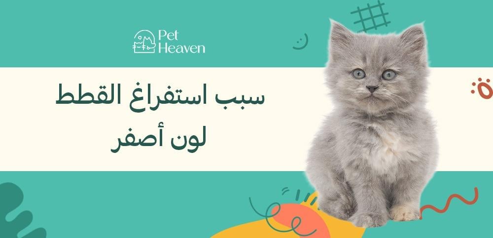 سبب استفراغ القطط لون أصفر