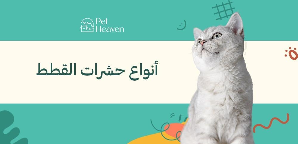 تعرف على أنواع حشرات القطط وكيفية علاجها والوقاية منها