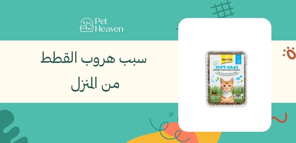 سبب هروب القطط من المنزل