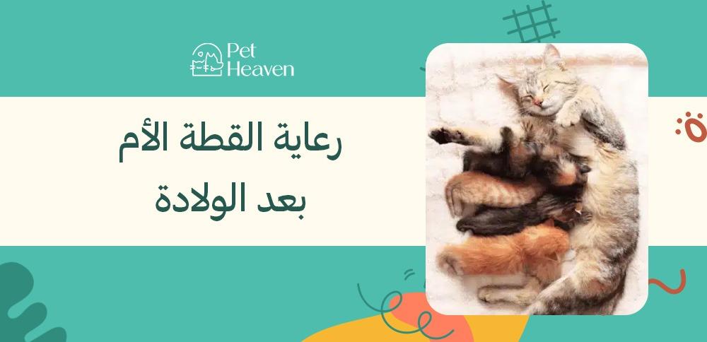 رعاية القطة الأم بعد الولادة