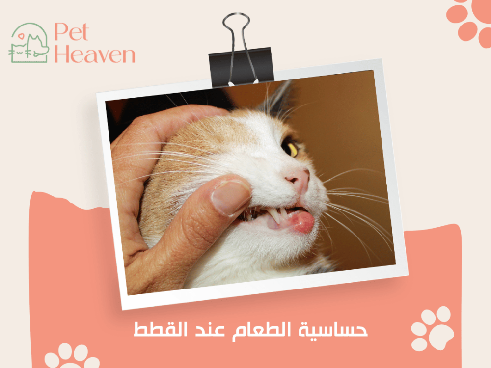 حساسية الطعام عند القطط