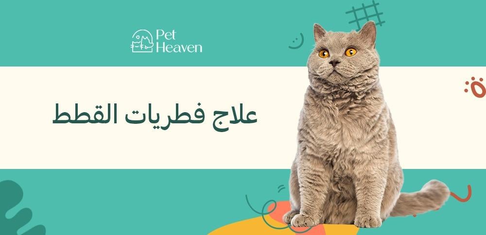 علاج فطريات القطط
