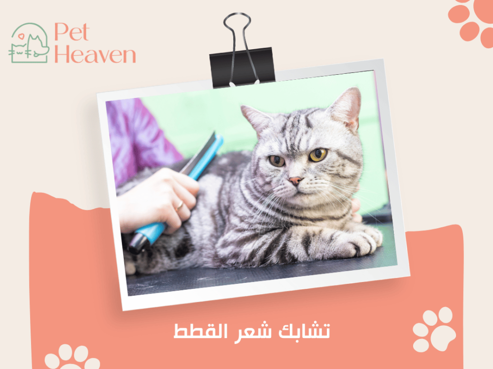 كيف تتعامل مع تشابك شعر القطط؟ نصائح عملية وفعالة كيف تتعامل مع تشابك شعر القطط؟ نصائح عملية وفعالة