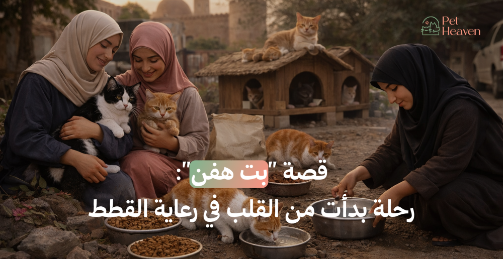 رعاية القطط