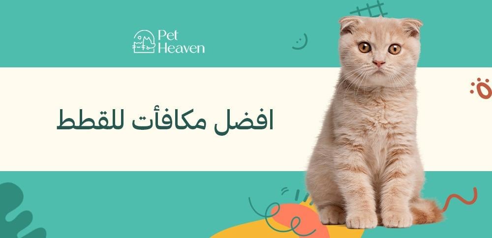 افضل مكافآت للقطط: كيف تعزز علاقتك مع قطتك بمكافآت مميزة