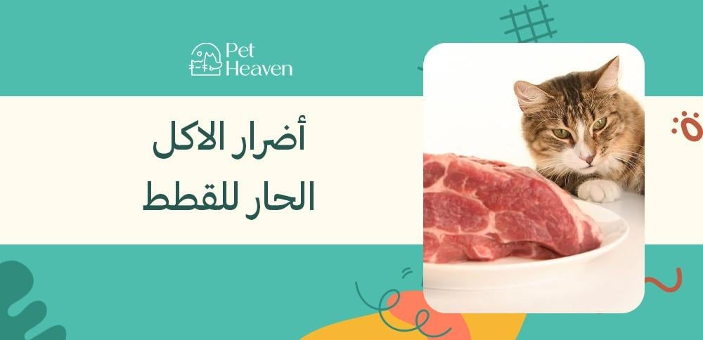 أضرار الاكل الحار للقطط