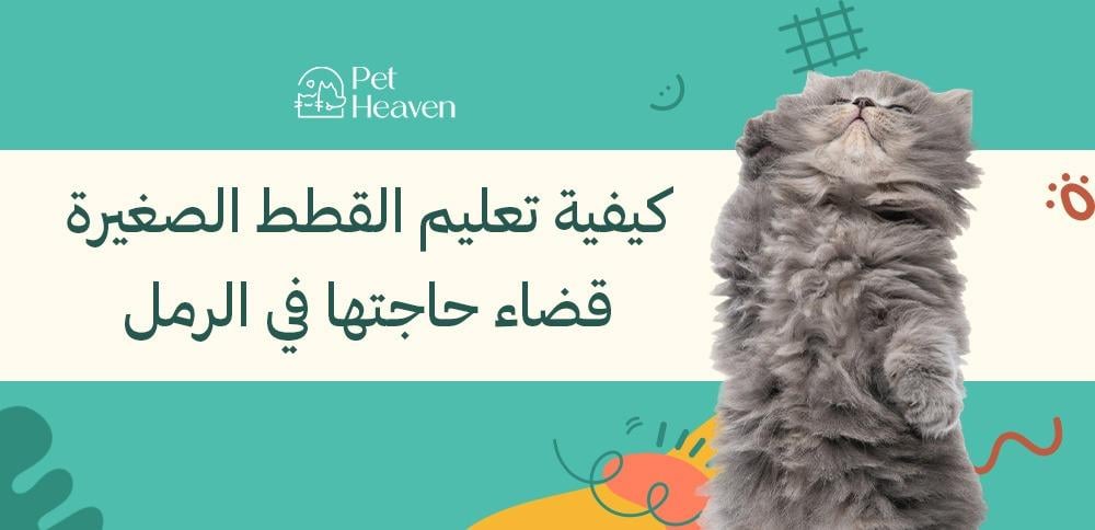 تعليم القطط الصغيرة قضاء حاجتها في الرمل: خطوات بسيطة