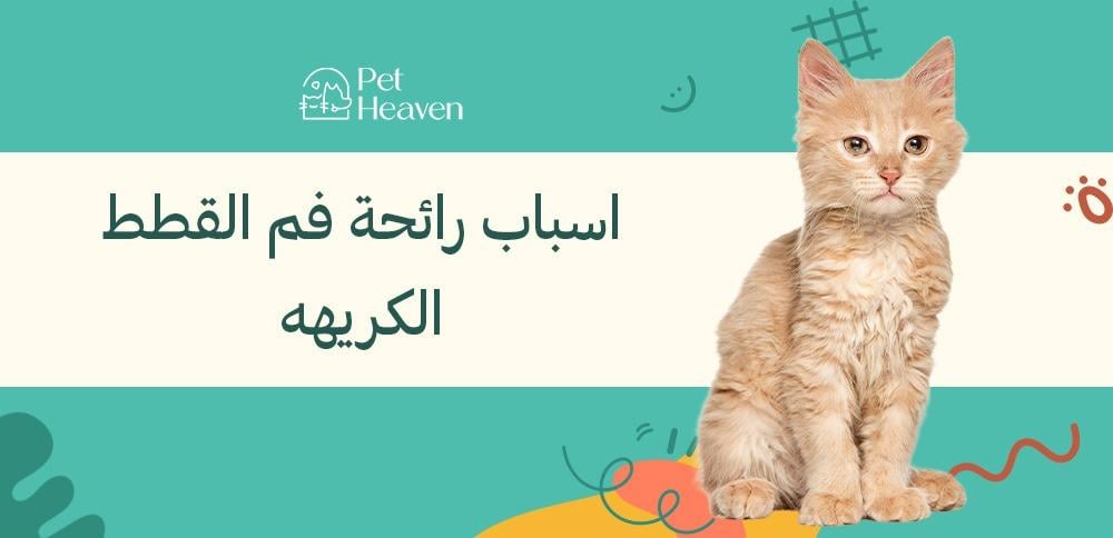 اسباب رائحة فم القطط الكريهه