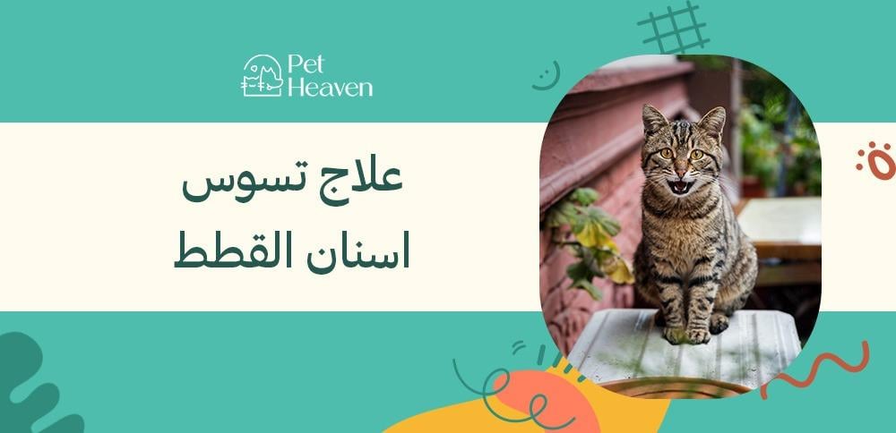 علاج تسوس اسنان القطط