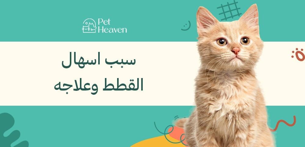 تعرف على سبب اسهال القطط وعلاجه وكيفية الوقاية منه