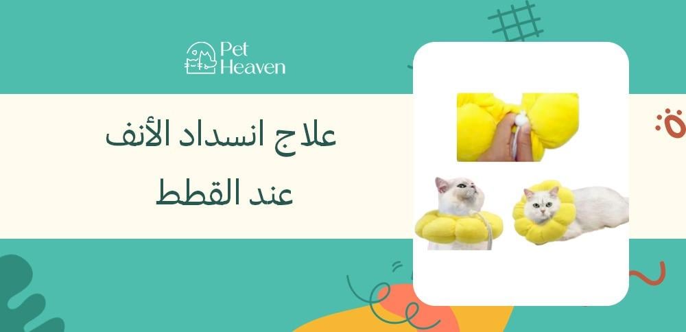 علاج انسداد الأنف عند القطط
