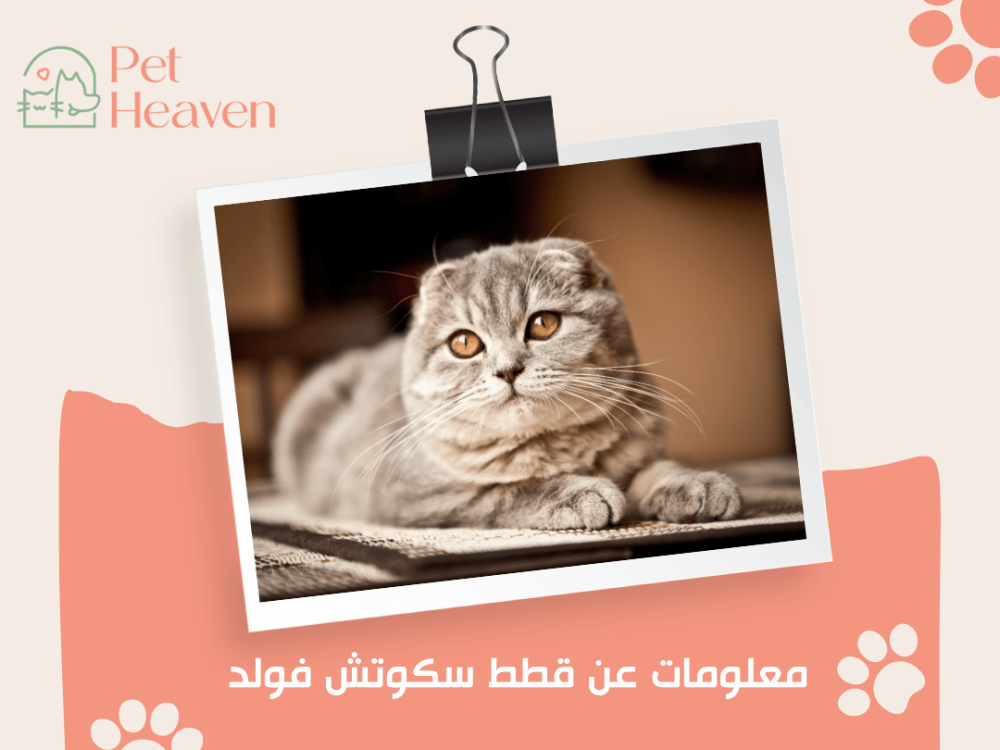 معلومات عن قطط سكوتش فولد