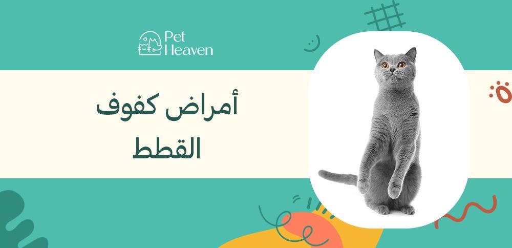 أمراض كفوف القطط