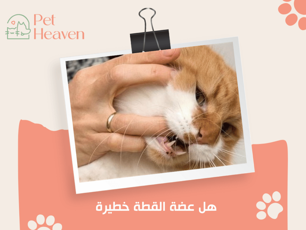 هل عضة القطة خطيرة