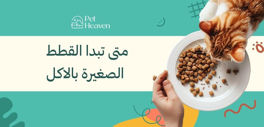 متى تبدا القطط الصغيره بالاكل وكيفية التعامل مع غذائها