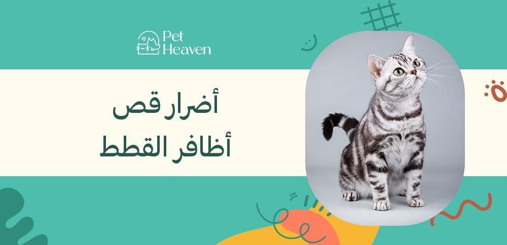 أضرار قص أظافر القطط