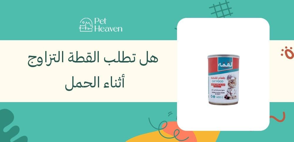 هل تطلب القطة التزاوج أثناء الحمل