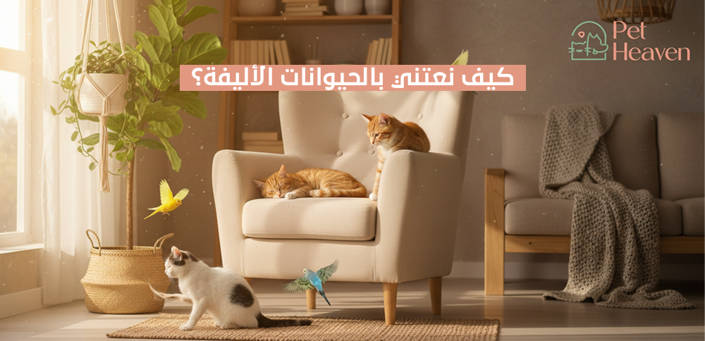 كيف نعتني بالحيوانات الأليفة؟