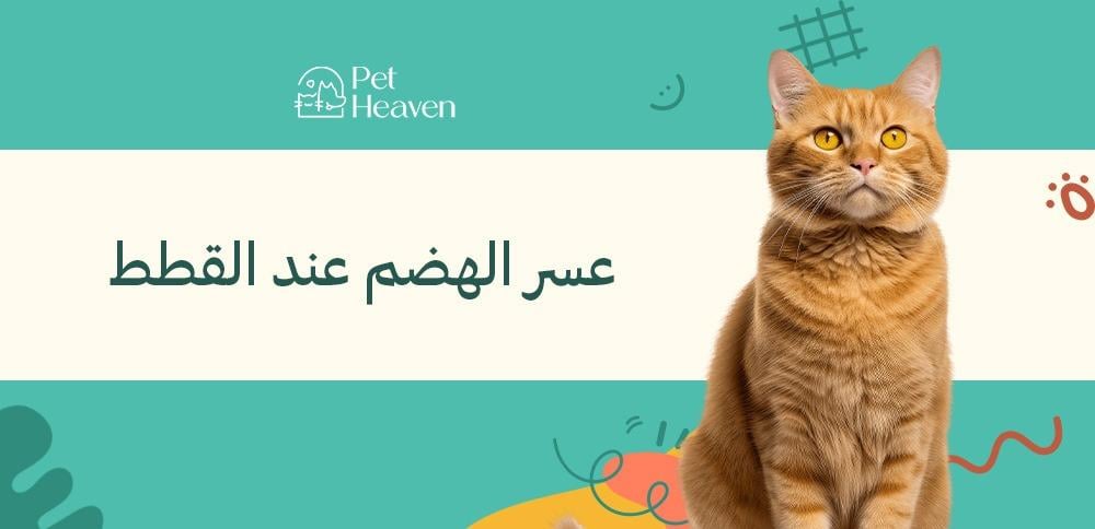 تعرف على طرق علاج عسر الهضم عند القطط وأسبابه