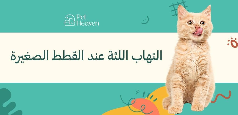 التهاب اللثة عند القطط الصغيرة