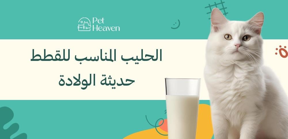 تعرف على الحليب المناسب للقطط حديثة الولادة لنمو صحي