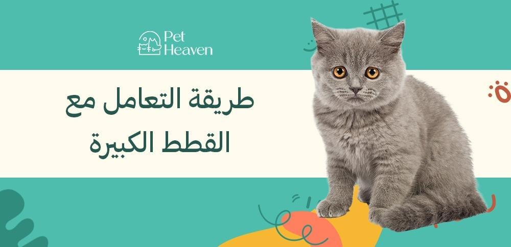 طريقة التعامل مع القطط الكبيرة