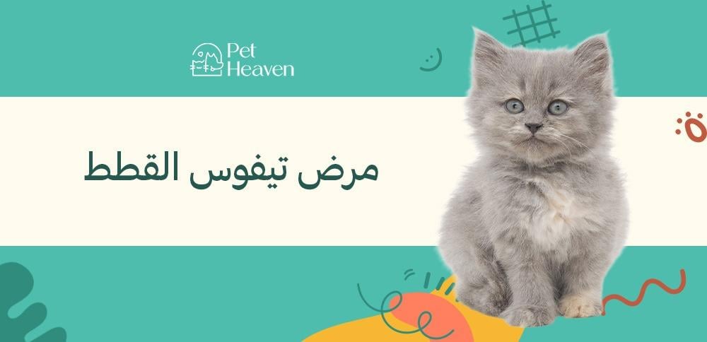 مرض تيفوس القطط